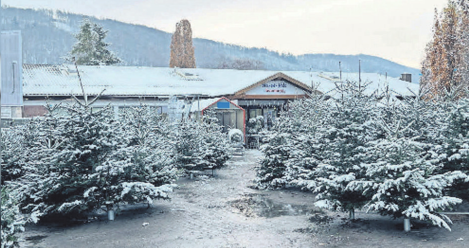Zauberhafter Weihnachtswald