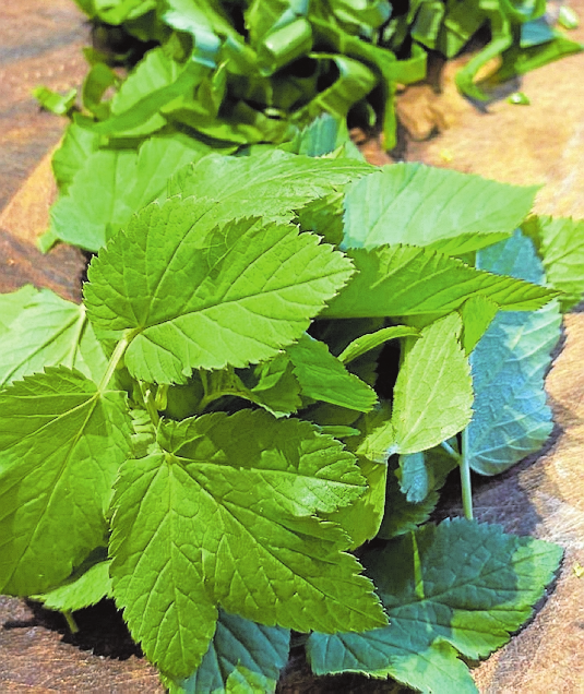 Das Superfood-Duo jetzt frisch und knackig ernten