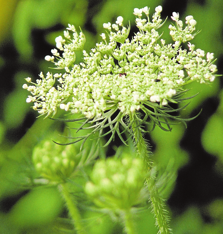 Rock ‘n‘ Roll im Staudenbeet