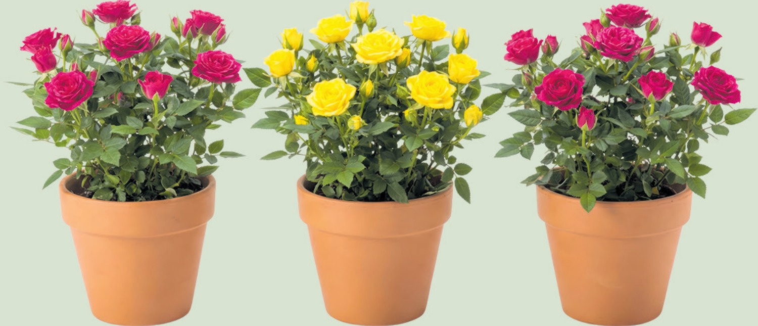 Die Topfrose: romantische Blütenpracht im Miniaturformat